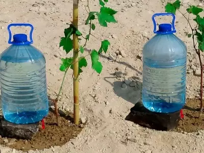 Soluciones Innovadoras para el Riego Doméstico: Creación de Sistemas de Goteo con Materiales Reutilizados