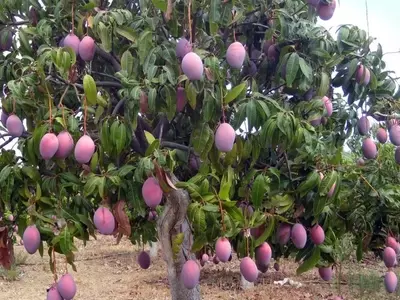 El Cultivo del Mango en España: Claves y Regiones Destacadas