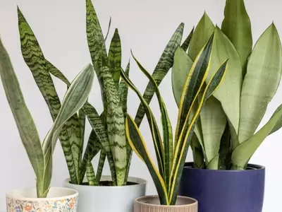 La Sansevieria: Variedades y Consejos Esenciales para su Cuidado