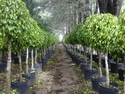 Guía Completa para la Propagación del Ficus: Más Allá de los Métodos Tradicionales