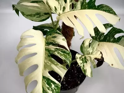 Guía Completa para el Trasplante Exitoso de tu Monstera Deliciosa
