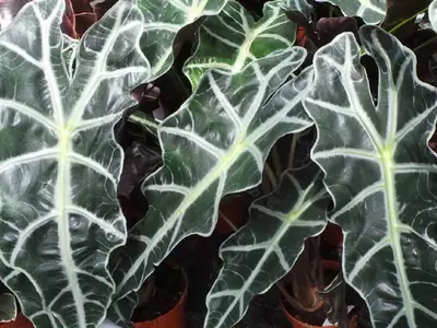 Alocasia Amazónica: Belleza Exótica con Precauciones Necesarias