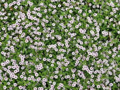 Cultivo y Cuidado de la Lippia Nodiflora: Una Alternativa Sostenible al Césped Tradicional
