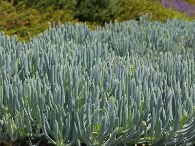 Descubriendo el Encanto del Senecio Serpens: Una Suculenta de Fácil Cuidado y Belleza Singular
