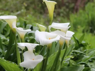 Desafíos Comunes en el Cultivo del Lirio Acuático: Guía Práctica