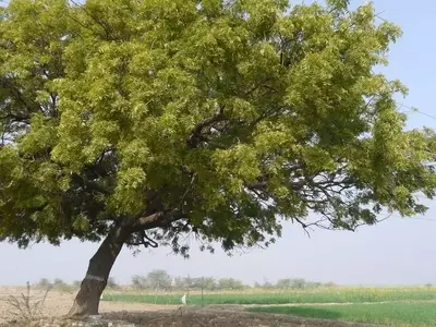 Descubriendo los Múltiples Poderes del Neem: Más Allá del Jardín