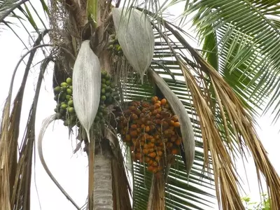 Syagrus Botryophora: Elegancia Tropical en Peligro