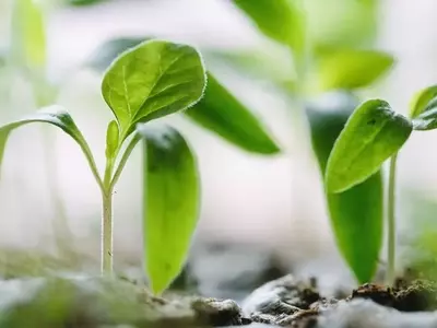 La paciencia en la jardinería: Semillas que desafían el tiempo de germinación