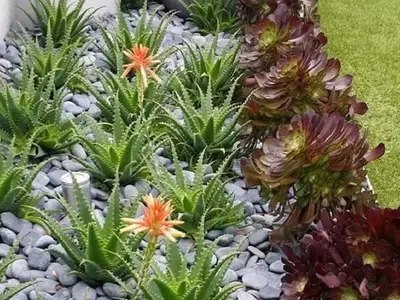 Diseño de Jardines: Creando Armonía con Piedras y Vegetación
