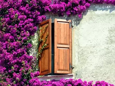 Transforma Tu Espacio con la Belleza Exuberante de las Buganvillas