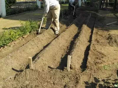 Cultivo Resiliente: Vegetales que Prosperan en Suelos Desafiantes
