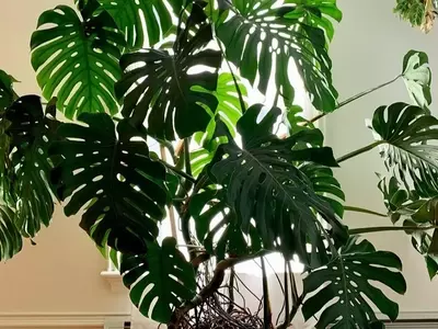 La Monstera: Un Clásico Tropical en tu Hogar