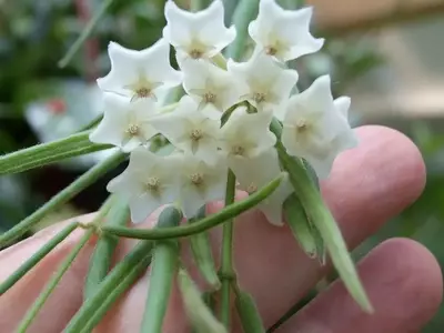 Hoya Linearis: La Elegancia Colgante que Transformará tu Hogar