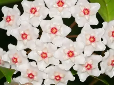 Hoya Linearis vs. Hoya Carnosa: Una Comparativa Exhaustiva para el Cultivador