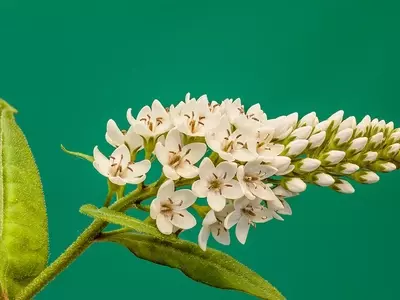 Lysimachia clethroides: Guía Completa de Cultivo y Mantenimiento