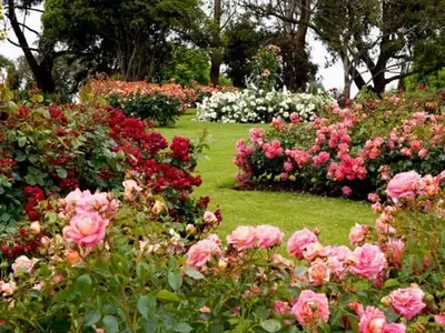 Crea un Oasis Floral: La Guía Definitiva para Diseñar un Jardín de Rosas Espectacular