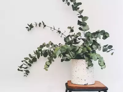 Eucalipto en Casa: Guía Completa para su Conservación y Uso Decorativo