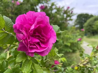 Descubre las Variedades de Rosas Más Robustas para Tu Jardín