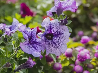 Guía Definitiva para el Cuidado y Floración Espectacular de sus Petunias: Nutrición y Consejos Esenciales