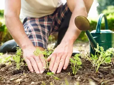 Embellezca Su Jardín: Guía de Siembra Floral en Pleno Agosto