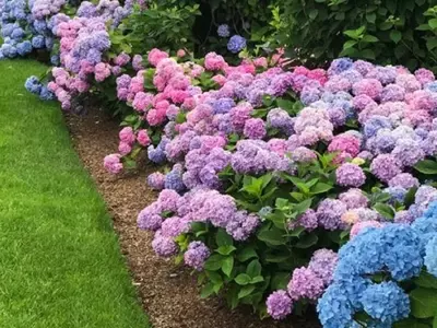Secretos para Hortensias Espléndidas: Evita Errores Comunes