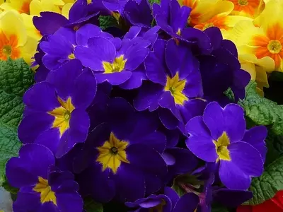 Prímulas: El Encanto Floral que Anuncia la Primavera