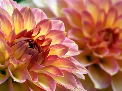 Guía Esencial de Flores de Jardín para Principiantes