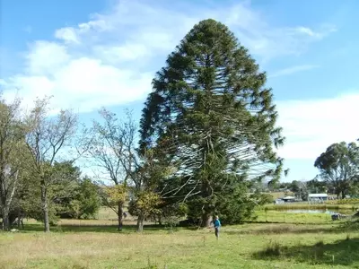 Descubriendo la Majestuosa Araucaria Bidwillii: Un Legado Viviente de la Naturaleza