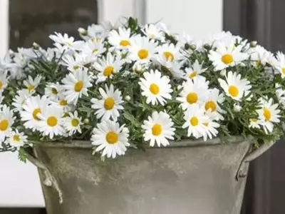 Inspírate: Ideas Creativas para Embellecer tu Hogar con la Alegría de las Margaritas