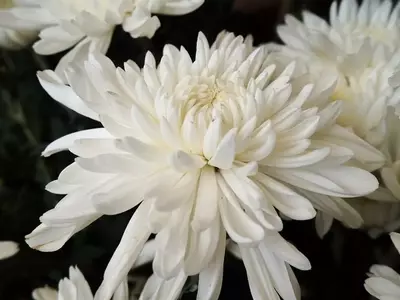 El Crisantemo Blanco: Símbolo de Pureza y Tradición Cultural
