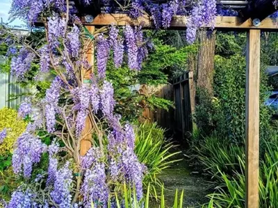 Enredaderas con Floración Continua: Una Guía Completa para Jardines Vibrantes