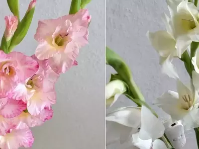 Gladiolos Blancos: Simbolismo, Historia y Cuidado para tu Jardín