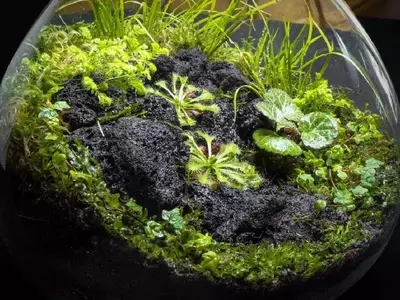 Crea tu Propio Ecosistema Fascinante: Guía Completa para un Terrario de Plantas Carnívoras