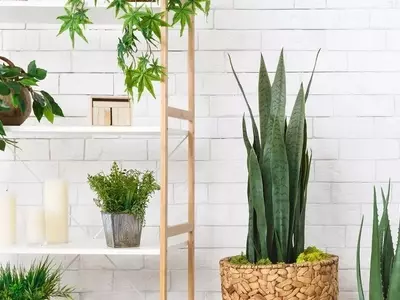 Las 15 Plantas Ideales para Decorar tu Hogar con Mínimo Riego