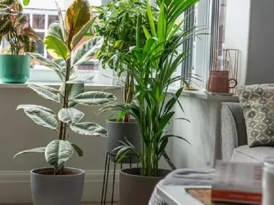 Las 10 Plantas de Interior Ideales para Novatos: Guía Esencial para un Hogar Verde