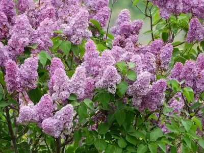 Guía Definitiva para Multiplicar y Cuidar Lilas en Tu Jardín