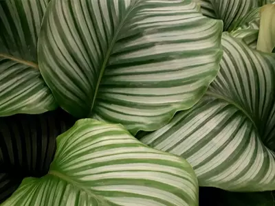 Descubriendo los Secretos de la Calathea: Una Joya Tropical para tu Hogar