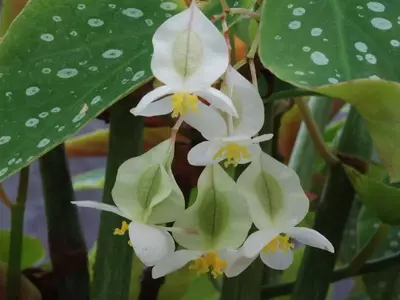 Propagación de Begonia Maculata: Técnicas Efectivas para Multiplicar su Belleza