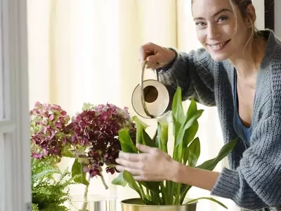 Plantas de Interior: Consejos para su Salud frente al Aire Acondicionado