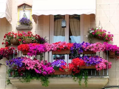 Petunias: Un Tesoro Floral de Belleza, Simbolismo y Salud