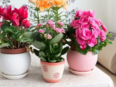 Ciclamen: Guía Completa para su Cultivo y Cuidado Espectacular