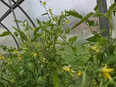 El Boro: Un Elemento Esencial para el Cultivo Óptimo de Tomates