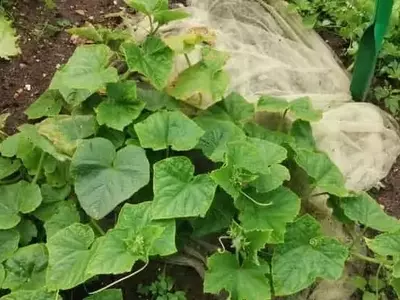 Desentrañando el Misterio del Marchitamiento de las Hojas de Pepino: Causas y Soluciones Prácticas