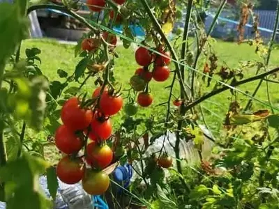 Estrategias Integrales para Combatir la Phytophthora en el Cultivo de Tomate