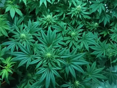 Explorando el Universo de las Semillas de Cannabis: Tipos, Genéticas y Guía de Cultivo