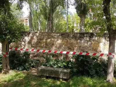 Árboles Idóneos para Proximidades de Muros: Una Guía Detallada para Paisajes Urbanos