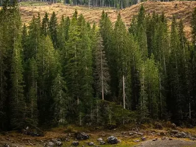 Árboles: Pilares Esenciales en la Lucha Global Contra la Crisis Climática