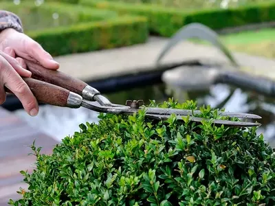 Guía Definitiva para el Mantenimiento de Plantas y Arbustos Perennes