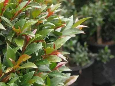 Guía Completa para la Salud de la Eugenia myrtifolia: Prevención y Tratamiento de Enfermedades
