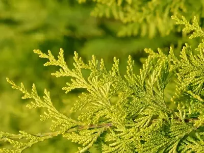 El Pino Limonero: Un Toque Cítrico y Vibrante para tu Jardín